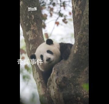 熊貓在樹上蹦迪 誰說花花不會爬樹