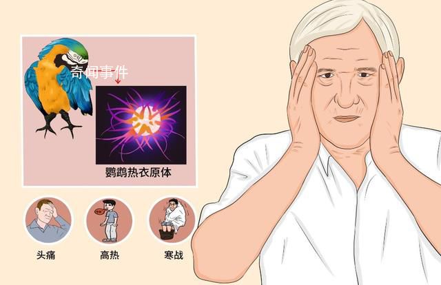 多地出現鸚鵡熱患者 專家發聲