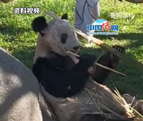 動物園稱未經許可不得直播丫丫 你覺得孟菲斯動物園的要求是否合理?