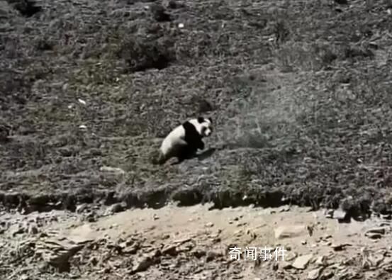 網傳青海現野生大熊貓 專家:不可能