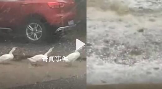 湖南多地下冰雹 大鵝暴雨中被砸