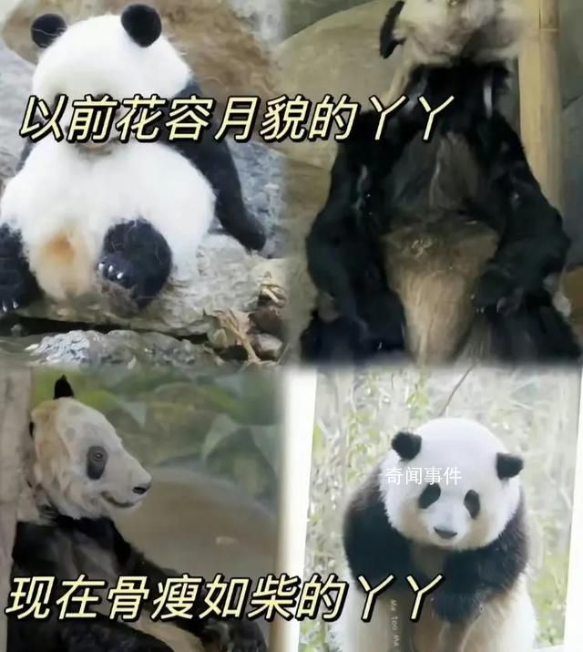 上海檢疫后北京動物園將接走丫丫 上海動物園提供協助支持
