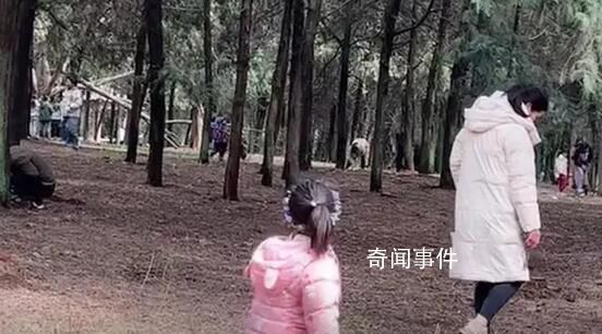上百人進山挖黃金?官方:挖的是昆蟲