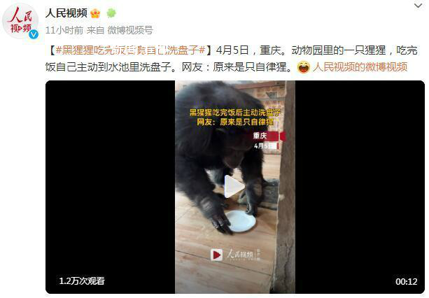 黑猩猩吃完飯主動(dòng)到水池里洗盤子 網(wǎng)友：原來是只自律猩