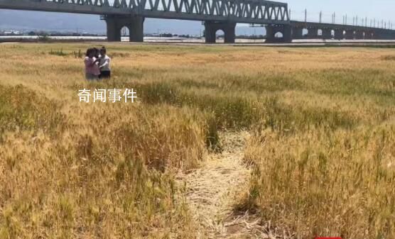 麥田成網紅打卡地遭游客踩踏 不文明行為開始出現
