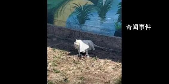 動物園回應老虎把孔雀吃了 后續將出臺措施防止孔雀往猛獸區跑