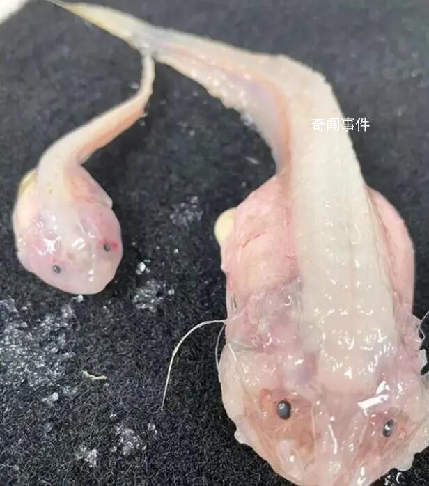 日本8336米深海發(fā)現(xiàn)怪魚 這種魚離開水就會瞬間化成啫喱狀