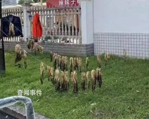 校內曬實驗用芥菜被人偷走大半 幸好剩了一部分還夠做實驗