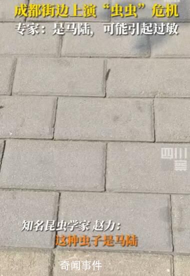 成都升溫千足蟲滿街爬 路過的小孩被嚇到尖叫