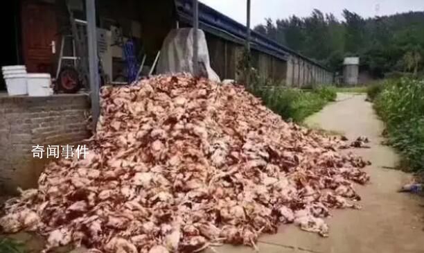 男子嚇?biāo)?100只雞 獲刑半年