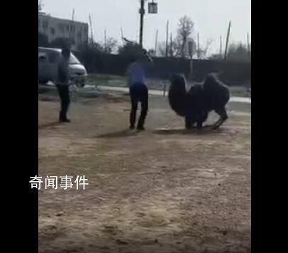 景區駱駝被輪番棒打屈膝求饒 嘴巴被打腫流血