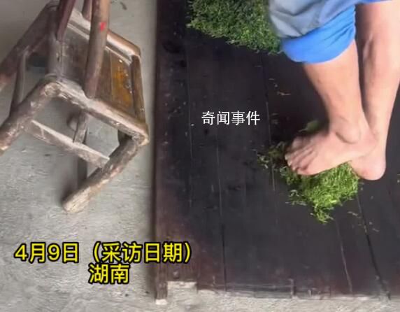 茶農稱赤腳踩茶葉是傳統工藝 事先會用香灰洗腳
