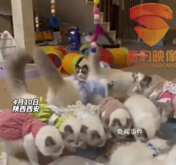 男子養(yǎng)近200只貓雇4人輪班照顧 引發(fā)網(wǎng)友關注