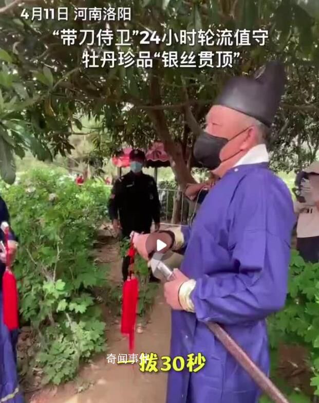 這株牡丹有“帶刀侍衛”24小時守護 因排隊游客較多一撥只能看30秒