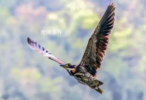 廣東惠東發現“世界最神秘的鳥” 海南鳽是幾級保護動物