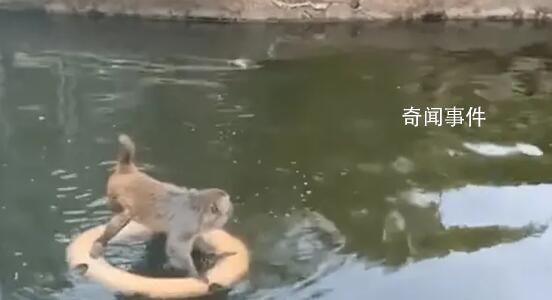 南京網紅暴猴被收編至動物園 被動物園的猴王打得不敢上岸