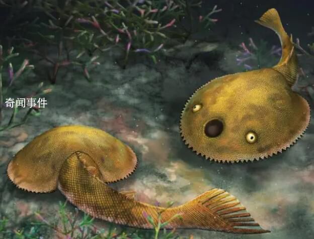 廣西發(fā)現(xiàn)九尾狐甲魚(yú)化石 是世界首個(gè)完整保存尾鰭的盔甲魚(yú)類(lèi)化石