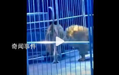 警方回應馬戲團獅子出逃沖向觀眾席 無人員傷亡