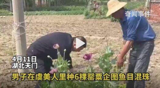 男子菜地里種罌粟和虞美人混一起 還想魚目混珠