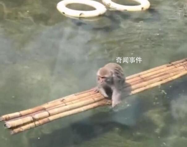 動物園否認網紅猴被霸凌 稱沒有霸凌它會游泳