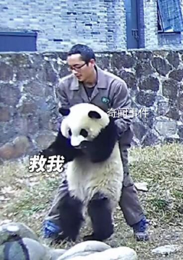 熊貓胡蘿卜卡喉飼養(yǎng)員海姆立克施救 很快胡蘿卜塊成功掉出