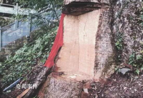 2600歲“古楠木王”被盜割 11人因盜割2600歲古樹獲刑