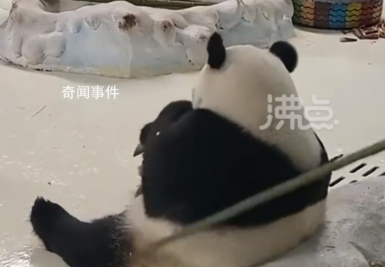 園方回應(yīng)飼養(yǎng)員用竹竿打熊貓暖暖 涉事飼養(yǎng)員立即停止工作