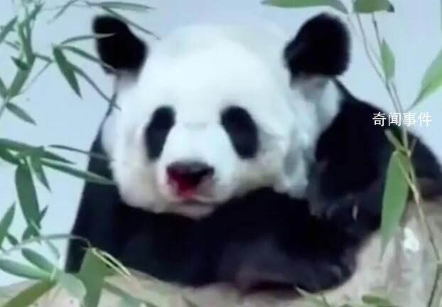 旅泰大熊貓林惠死亡 4月18日出現生病癥狀