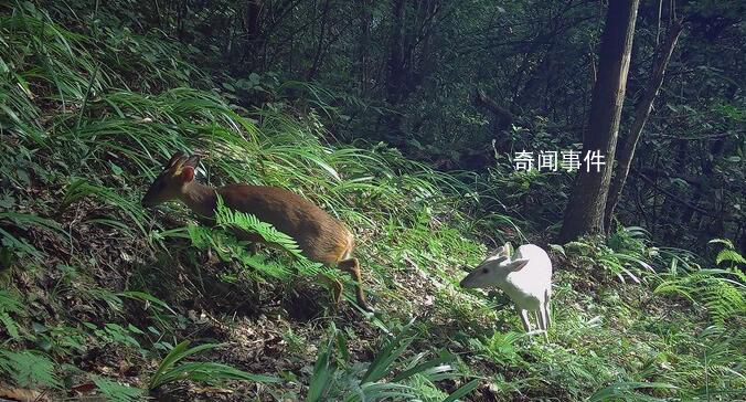 湖北巴東發(fā)現(xiàn)罕見(jiàn)瑞獸白麂 白麂在我國(guó)古代曾被稱為瑞獸