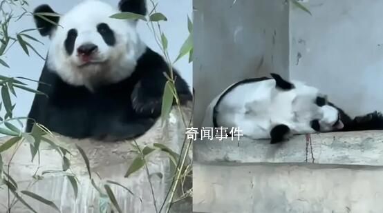 泰國保險公司將為熊貓賠付1500萬泰銖 具體死因還需要等進一步醫(yī)檢確認
