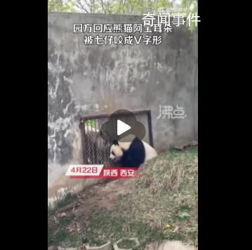 園方回應(yīng)熊貓阿寶耳朵被咬成V形 無大礙繁殖期較激動