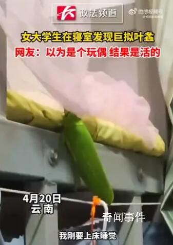 大學生在寢室發現巨擬葉螽 是我國現存最大的螽斯