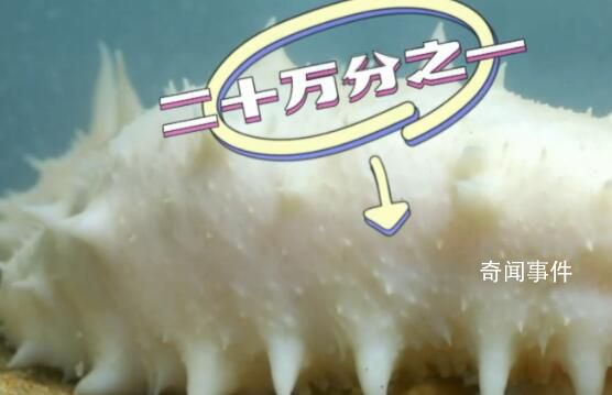 科研人員發現基因突變白海參 由正常黑海參突變而來概率是二十萬分之一