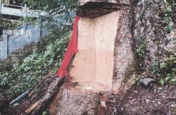 貴州2600歲古楠木王被盜割 11人獲刑