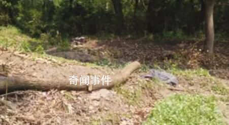 網傳“農管”砍樹拔菜 基層人員發(fā)聲
