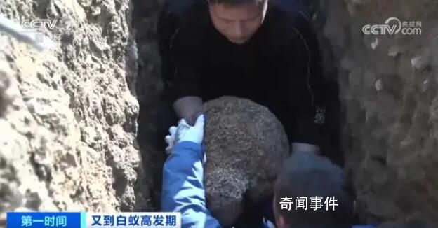 浙江一大壩挖出生長十幾年白蟻后 超百萬只白蟻