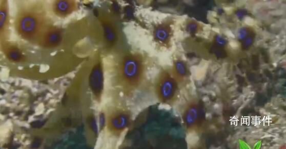 藍環章魚的毒沒有解藥 藍環章魚可以吃嗎?