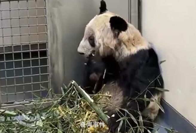 丫丫將于當地時間4月26日回國 專機大約在中午12點起飛