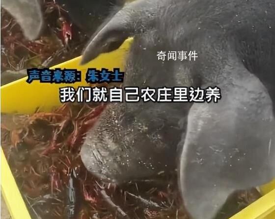 女子每天用上百斤小龍蝦喂豬 回應(yīng)：自己養(yǎng)殖的蝦日產(chǎn)千斤