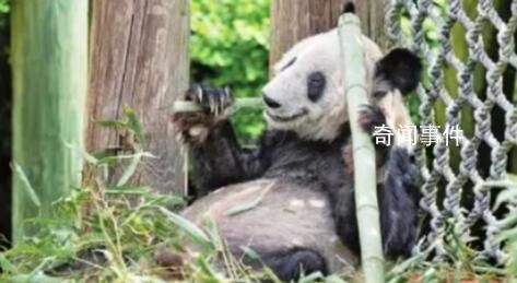 “丫丫”落地時(shí)現(xiàn)場(chǎng)接機(jī)群眾歡呼 紛紛用自己獨(dú)特的方式歡迎丫丫回家