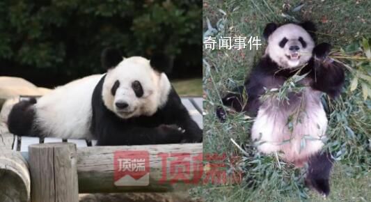 旅美大熊貓“樂樂”死因報告發布 心臟病變可能是導致其死亡的主要原因