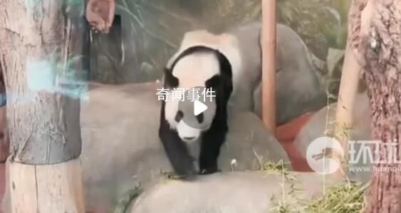 丫丫預計今天下午抵達上海 預計在4月27日下午16：55到達上海浦東國際機場