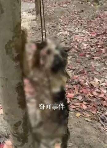警方通報網紅偷貓后在小樹林虐殺 已對涉事人治安拘留