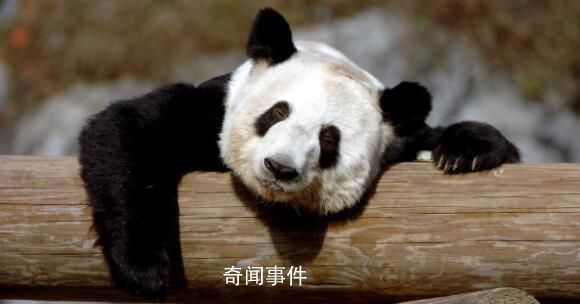 “丫丫”回國后首次露面 對著鏡頭打招呼