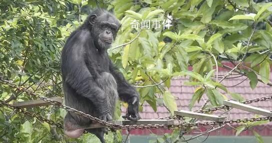 動物園猩猩用石頭砸游客 園方回應