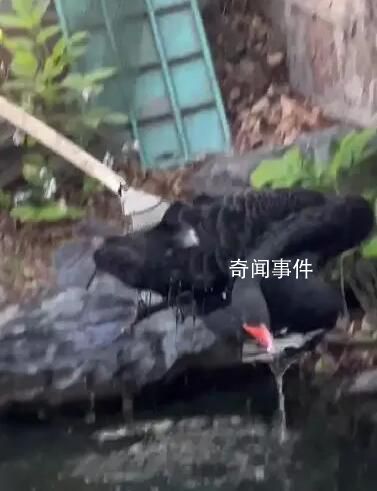 圓明園黑天鵝“芳芳”暴斃 引發普遍關注