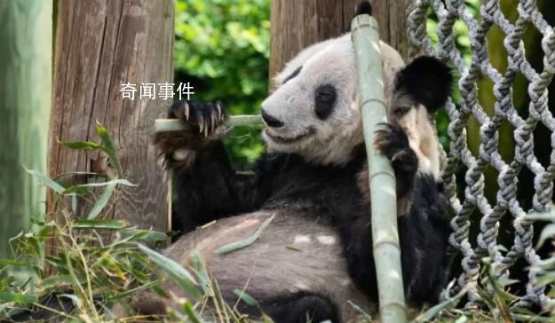 “丫丫到家”被搶注商標 當前商標狀態均為等待實質審查