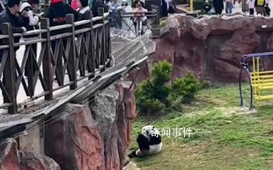 游客違規給大熊貓投喂可樂 回應：震生沒有喝到可樂