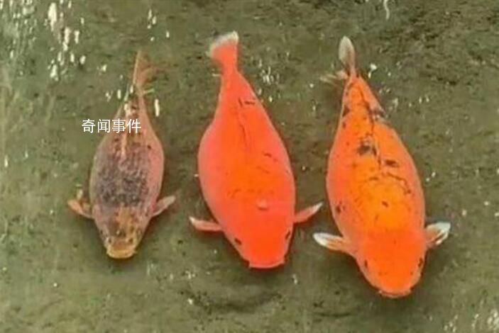 趵突泉“豬鯉”讓警察叔叔操碎了心 這魚胖得跟豬一樣啦不要投喂文明觀魚