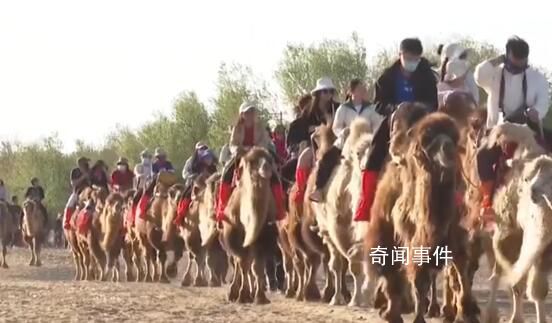 敦煌為駱駝專設紅綠燈 景區堵駱駝成為今年假日新現象
